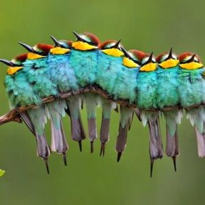 Meet your Posher, Diana